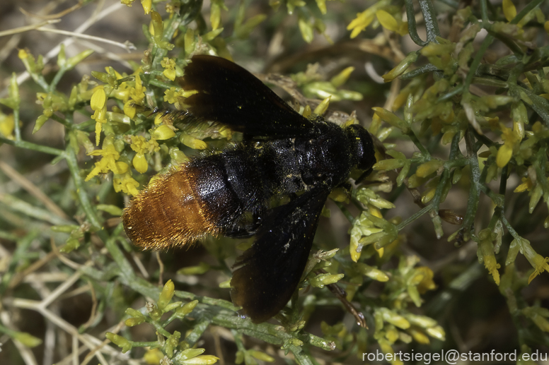 Desert Biogeography of Joshua Tree National Park